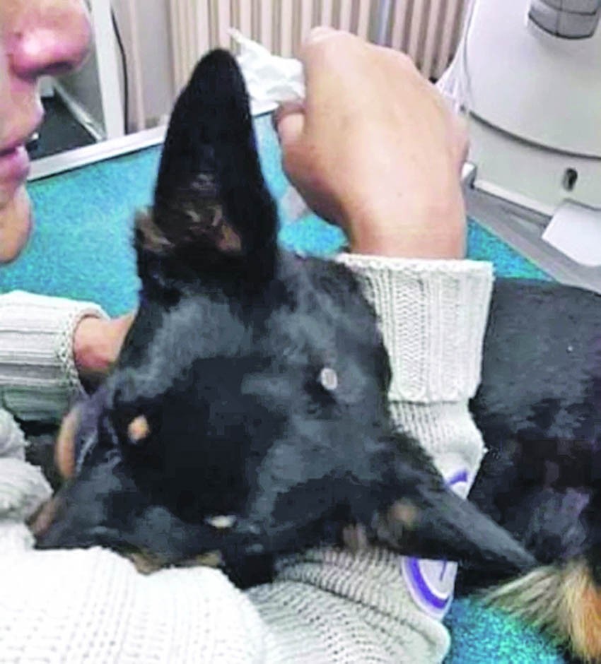 Zakucao psu ekser u glavu