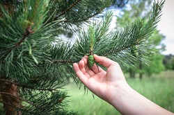 Przegapiłeś sezon na pędy sosny? Zrób syrop z szyszek