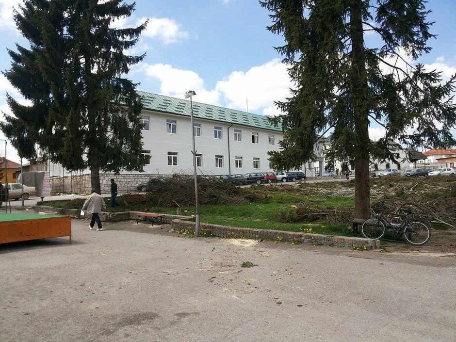 Ovi borovi su preživeli jer ne zaklanjaju pogled