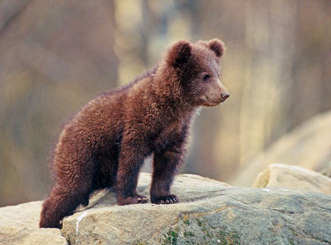 WWF zamierza odnowić 40 ha starych, zagubionych w bieszczadzkich lasach sadów specjalnie dla niedźwiedzi.