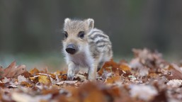 lasy państwowe reagują na film z młodym dzikiem: to przykład negatywnego postępowania