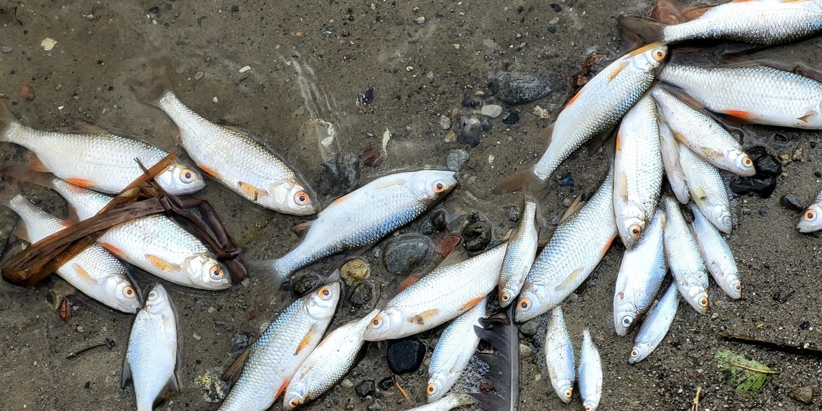 Na brzegu znaleziono tony śniętych ryb. 