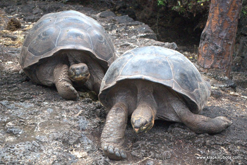 Wyspa Galapagos