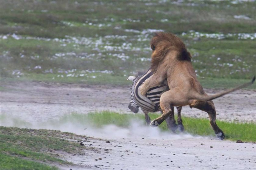 Brawo zebra! Lew dostał w pysk. FOTO