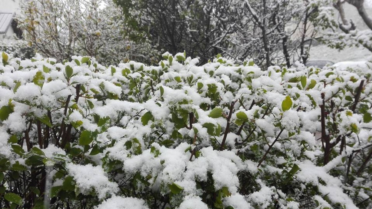 Śnieg w Trójmieście