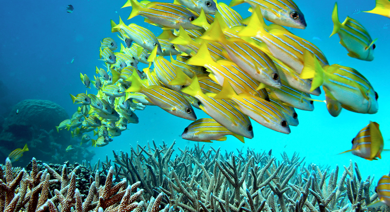 Great Barrier Reef