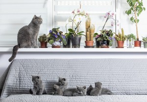 Mačke izazvale požar