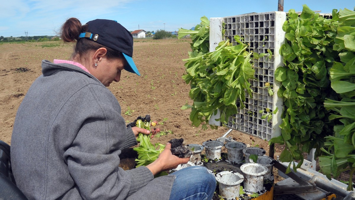 sadnja duvan duvanari semberija