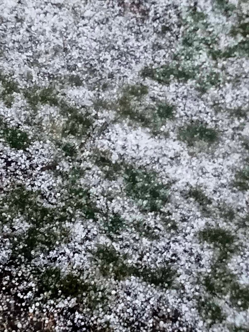 Grivska se juče belela kao u sred zime