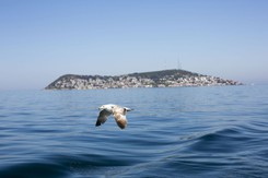 Oto 'tureckie Mazury': Wyspy Książęce i wycieczka za jedną kawę