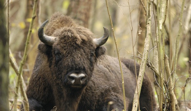 bizon