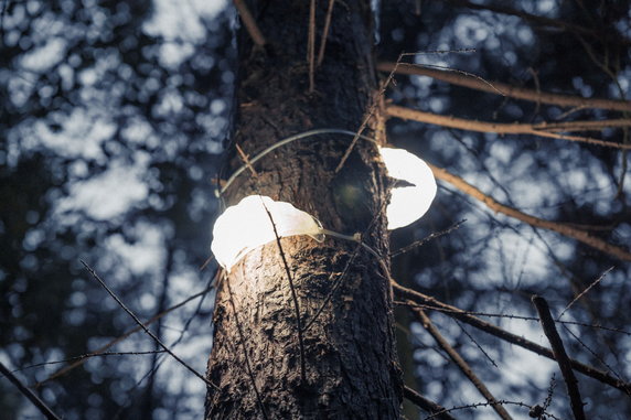 Lampy Huby oświetliły Park Leśny w Gdyni. Energię czerpią ze słońca