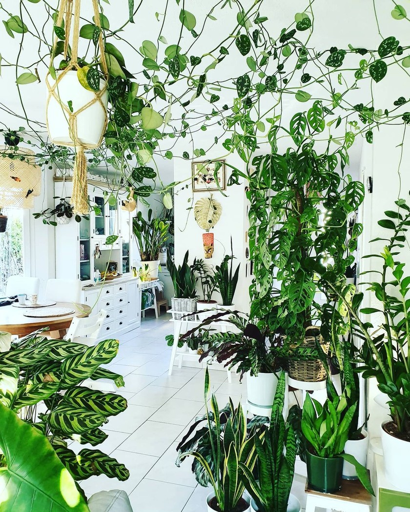 Oasis de verdure: la Plantlady Mee Schmid vit totalement la tendance urban jungle.
