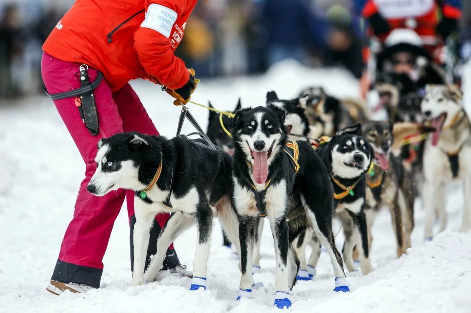 Iditarod Aljaska