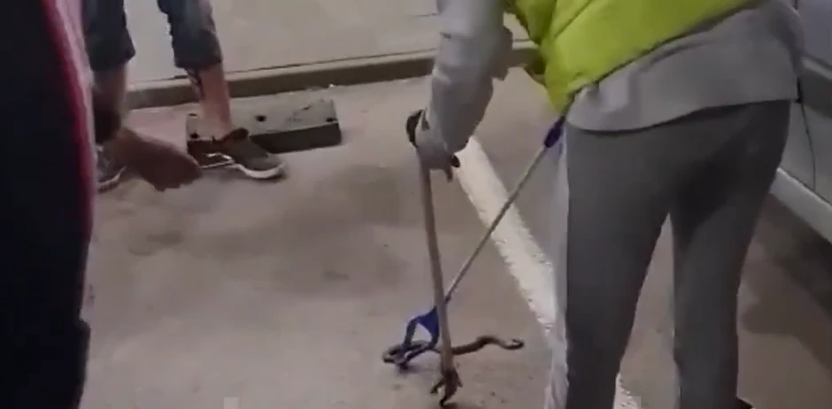 Poskok na ulicam prestonice