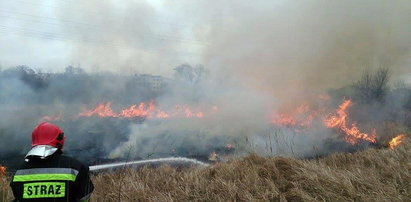 Makabryczne odkrycie na spalonej łące nad Odrą. Wypadek czy morderstwo?