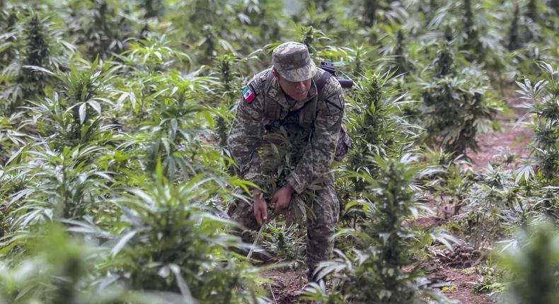 A Mexican soldier takes part in the destruction of an illegal marijuana plantation in Cosal, southeast of Culiacn, in October 2019.RASHIDE FRIAS/AFP via Getty Images