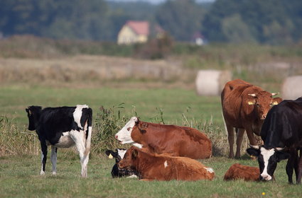 Polska hodowla zwierząt radykalnie spadła. Korzystają na tym Holendrzy