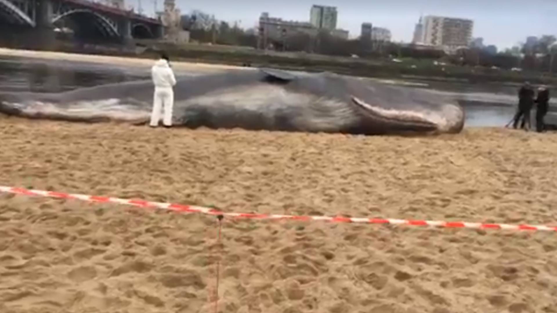 Przedziwne znalezisko w Warszawie. Wieloryb na plaży nad Wisłą