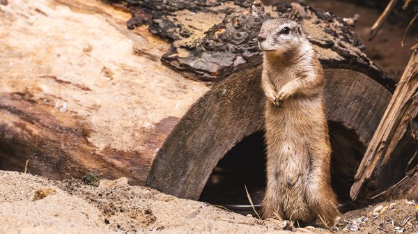 Nowi mieszkańcy Afrykarium! Warto ich odwiedzić