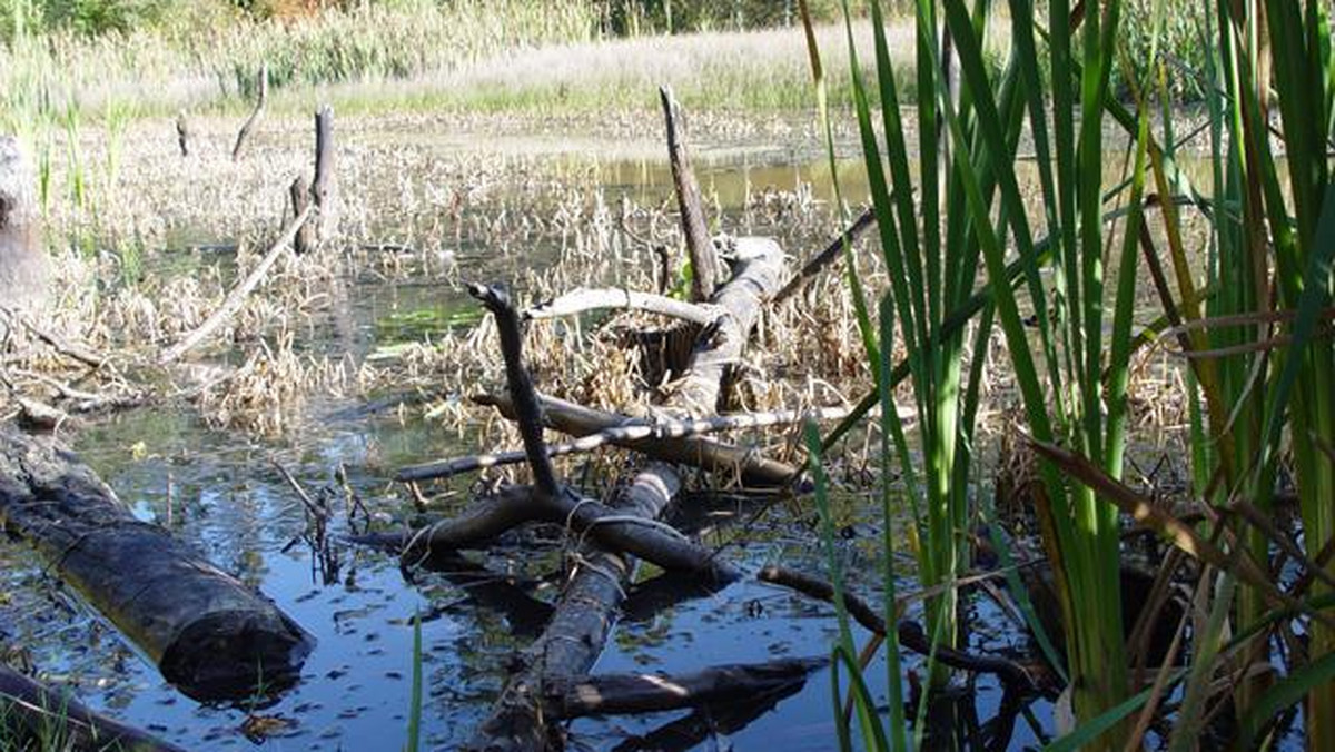 Ponad 80 bobrów, które zagrażają wałom przeciwpowodziowym, ma zostać odstrzelonych do końca roku na Żuławach. Zgodę na odstrzał wydała w piątek Regionalna Dyrekcja Ochrony Środowiska w Olsztynie.