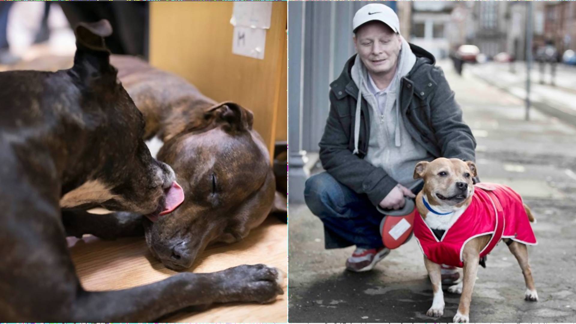 Veľké srdce študentky veteriny, zadarmo pomáha psom ľudí bez domova
