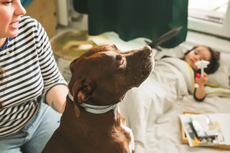 Ola ma pitbulla Optimusa. Był testem dla niej i Martina przed tym jak pojawił się Julek / Zdjęcie: Kaja Gołuchowska