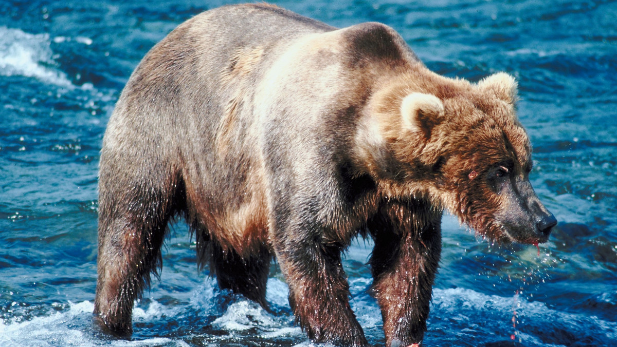 Kanadyjski fotograf Jim Lawrence wykonał fantastyczne zdjęcie niedźwiedzia grizzly, z którym niejako zamienił się rolami. "Miś" zainteresował się sprzętem Jima i spogląda w aparat niczym wytrawny fotograf.