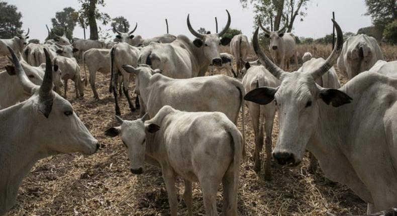 The defendant is accused of dishonestly receiving two stolen cattle [Guardian]