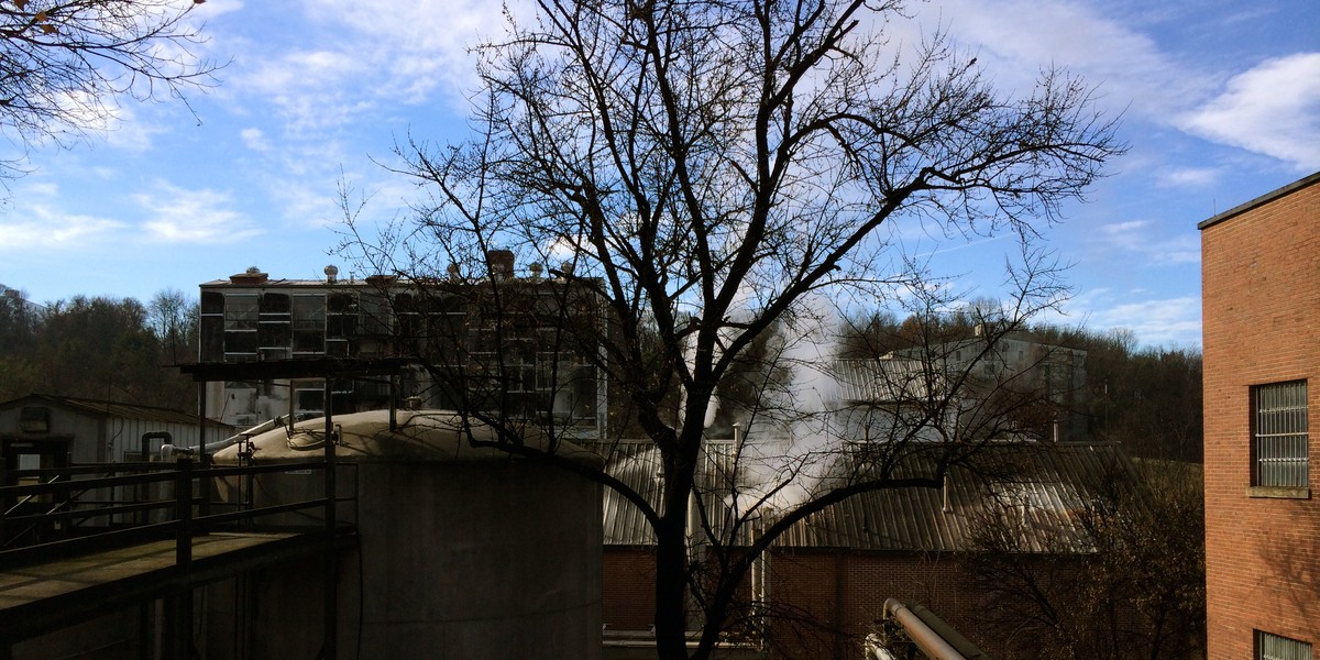 This tree looked like it had been scorched, but it was just covered in fungus.