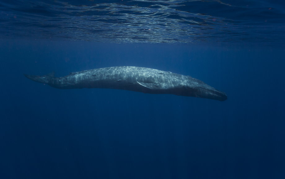 Płetwal błękitny (Balaenoptera musculus), Sri Lanka, Marissa, Ocean Indyjski. Płetwale potrafią zanurzyć się na głębokość niemal 500 m. 