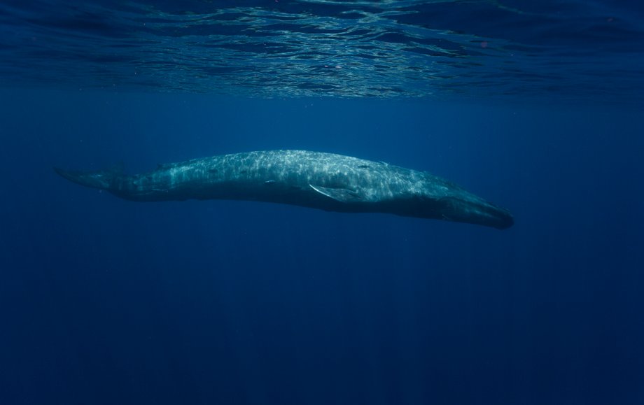 Płetwal błękitny (Balaenoptera musculus), Sri Lanka, Marissa, Ocean Indyjski. Płetwale potrafią zanurzyć się na głębokość niemal 500 m. 