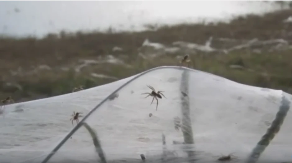 Desetine hiljade paukova je bežalo od poplave