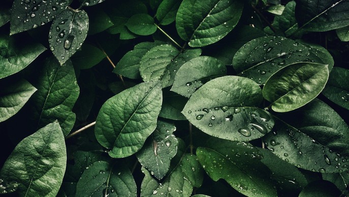 A növények valóban „sikoltoznak”, csak nem hallottuk... egészen mostanáig – itt a felvétel