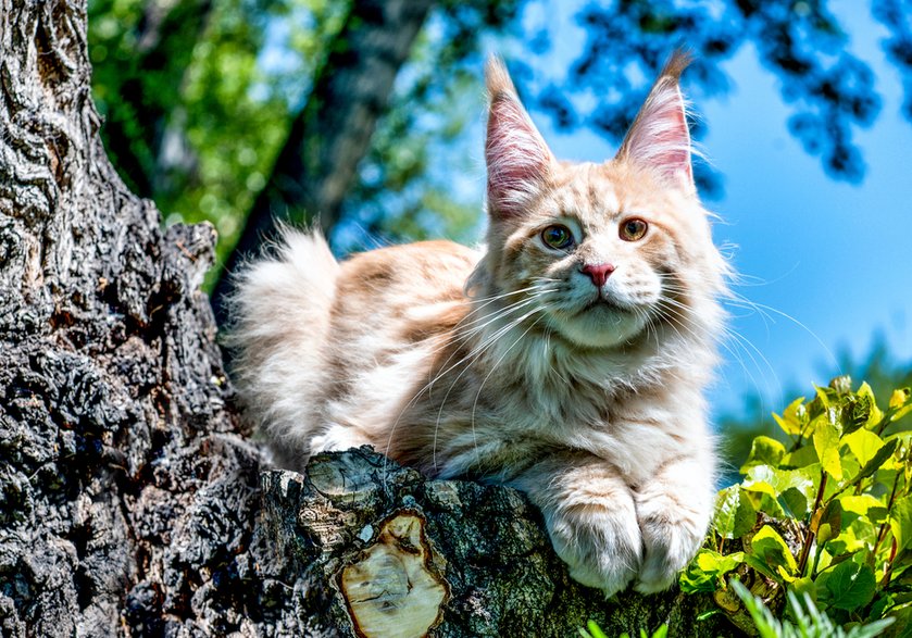 Maine Coon - Marina/stock.adobe.com