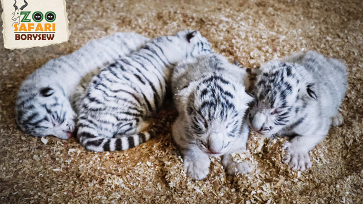 Dokładnie w pierwszy dzień wiosny, 21 marca w zoo Safari w Borysewie na świat przyszły cztery białe tygryski bengalskie. Taka sytuacja nie zdarzyła się dotąd nigdy w historii zoologii.