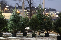 Ile wydamy na choinkę w tym roku? Sezon świąteczny w polskich domach już się rozpoczął. Oto ceny