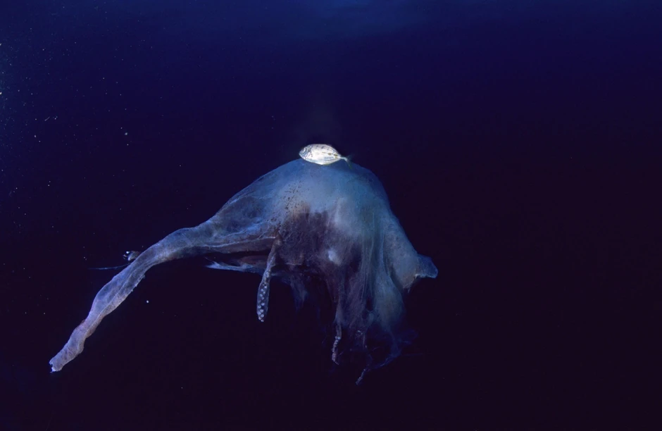 Ženka i mužijak (malo belo stvorenje na slici) hobotince prekrivača