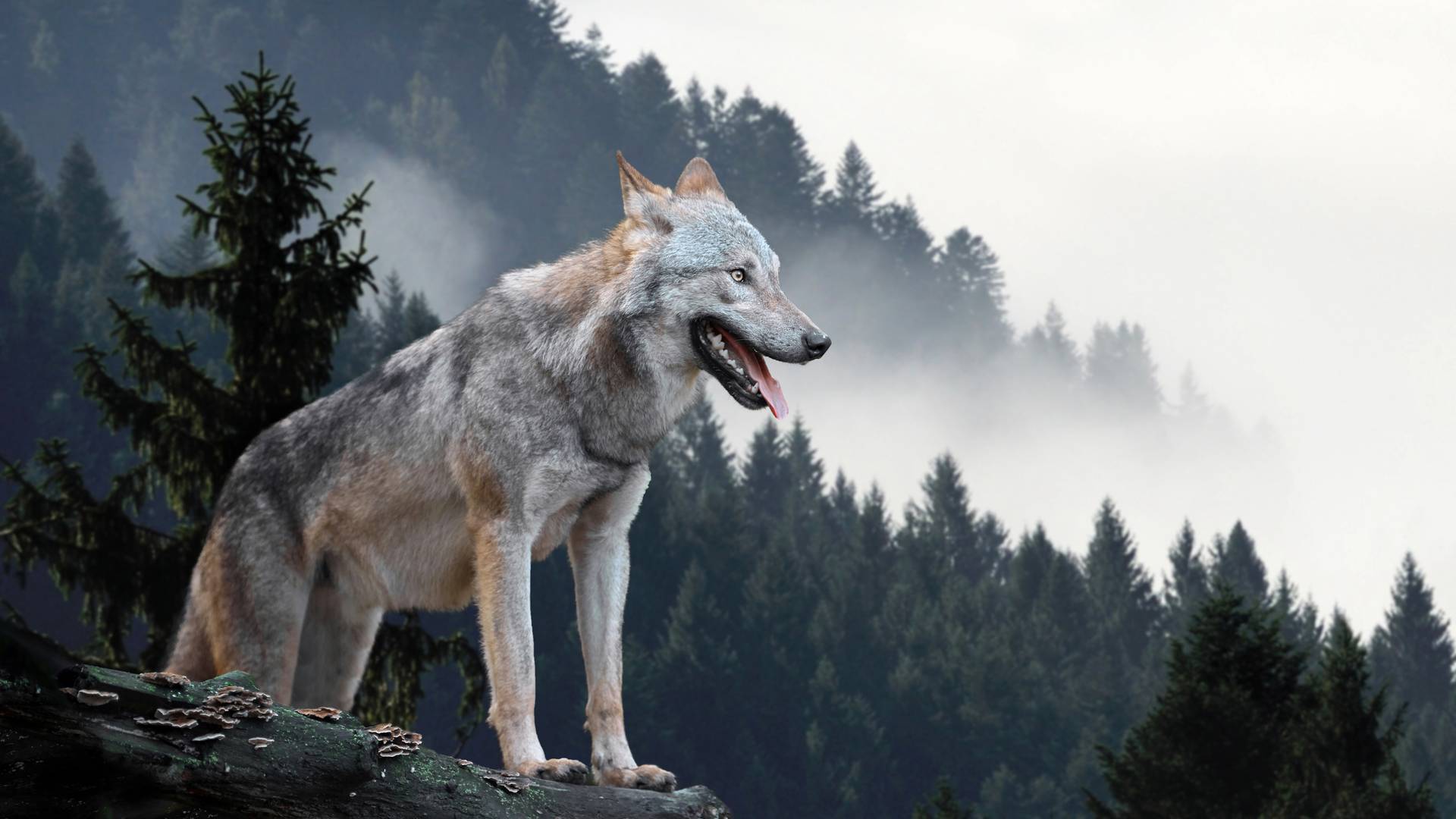 Visszatértek hazánkba a farkasok! Képek Noizz