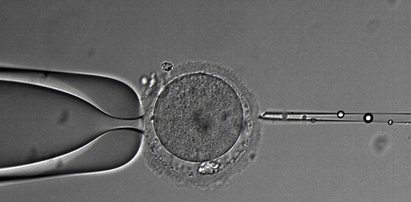 Debata nad in vitro. Czym różnią się propozycje partii?