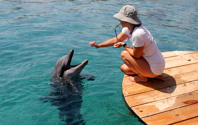 Dophin Reef - Eilat
