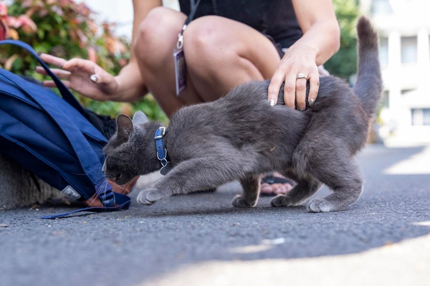 mačka Sofi iz Bele kuće