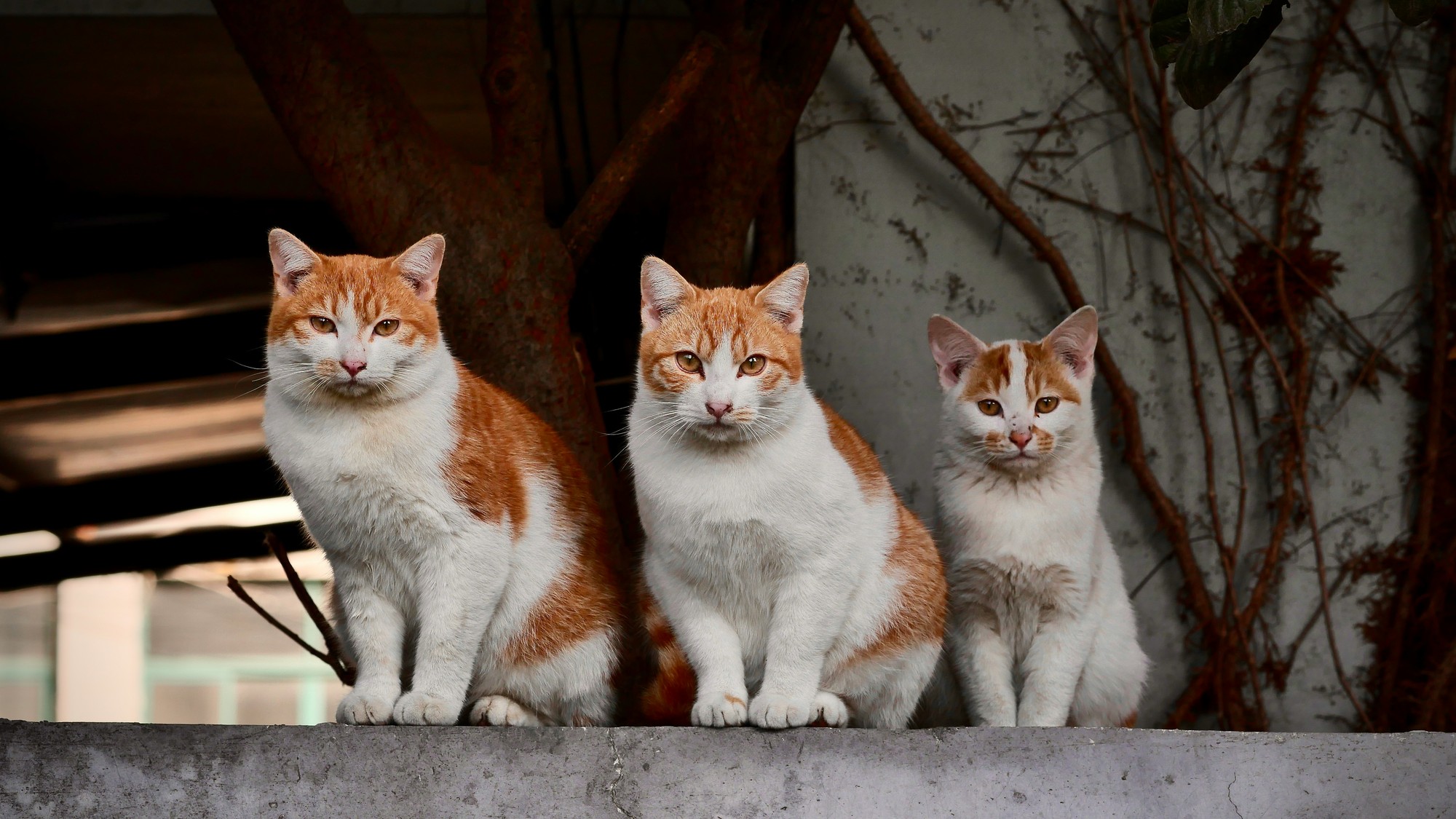 Túlavé mačky bez majiteľa.