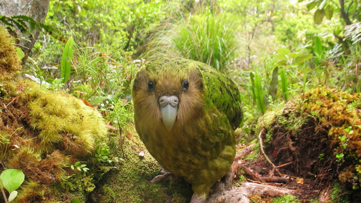 Kakapo