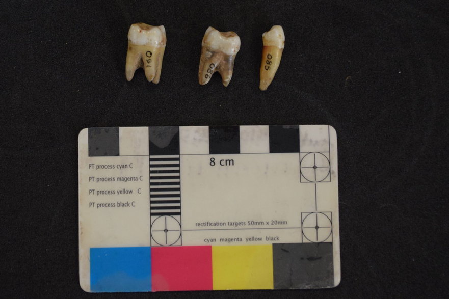 Zęby z Kendrick's Cave liczą sobie około 13 600 lat