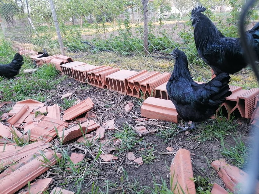 "Crne koke" ayam cemani