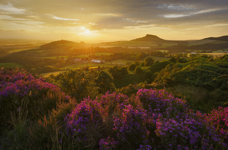 John Robinson "Heather in Bloom" (North York Moors, Anglia)