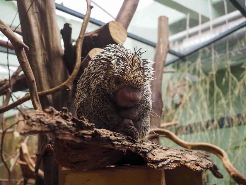 Ni to jeż, ni to zwierz. Niezwykły mieszkaniec łódzkiego zoo