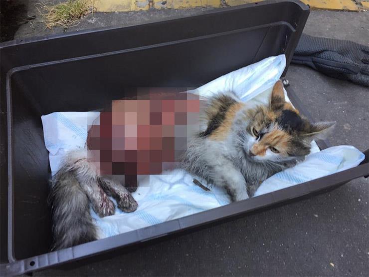 Döbbenetes részletek a Budapesten élve megnyúzott cica tragédiájáról - Blikk