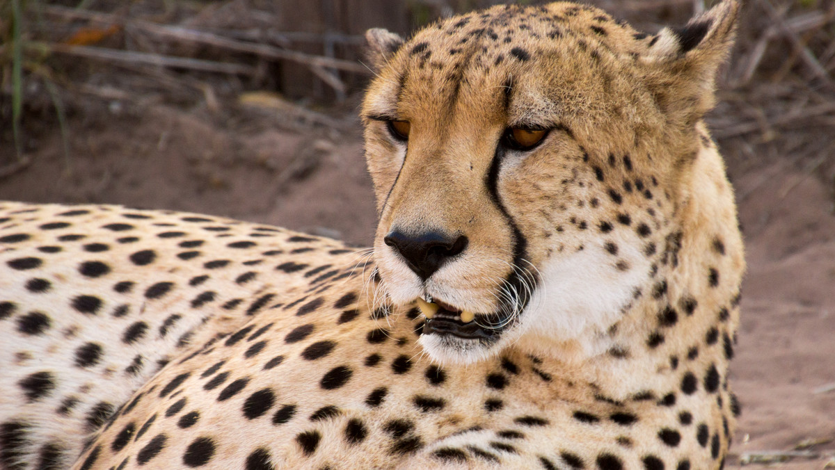 Amerykański turysta Britton Hayes wybrał się na Safari w Tanzanii. Spodziewał się bliskiego kontaktu z dziką przyrodą, ale raczej nie przypuszczał, że będzie on aż tak bliski. Kiedy mężczyzna jechał przez znany park Serengeti, do jego auta wskoczył gepard.